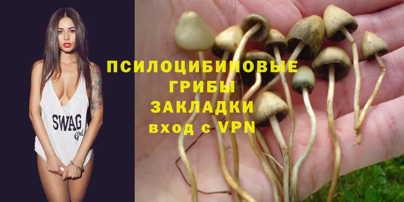 Псилоцибиновые грибы Psilocybe  KRAKEN рабочий сайт  Мурманск 